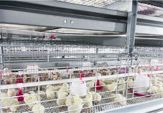Pullet rearing