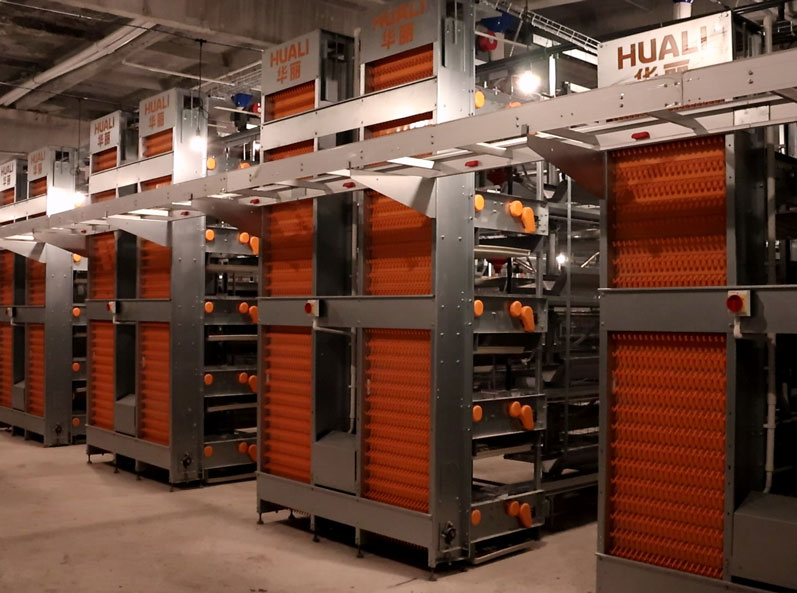 Russian Layer Cage Farming Project