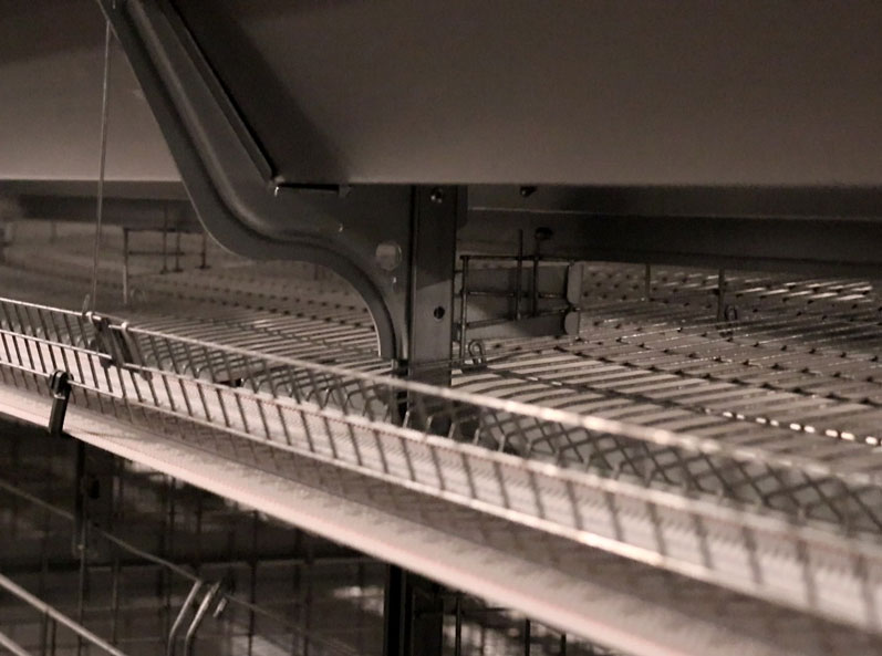 Russian Layer Cage Farming Project