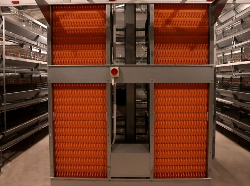 Russian Layer Cage Farming Project