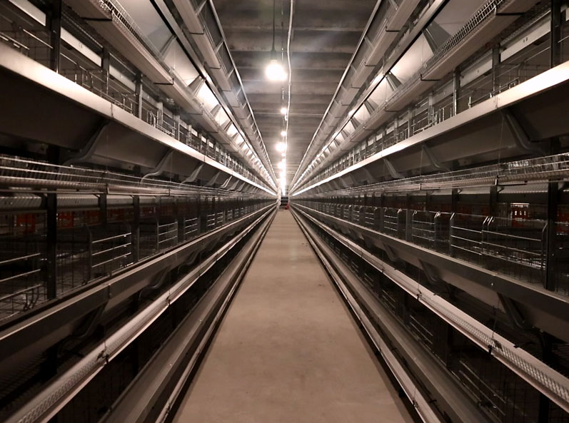 Russian Layer Cage Farming Project