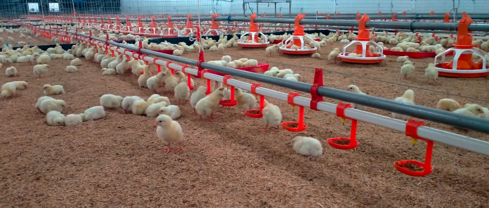 Ecuador Broiler Floor-Rearing Project