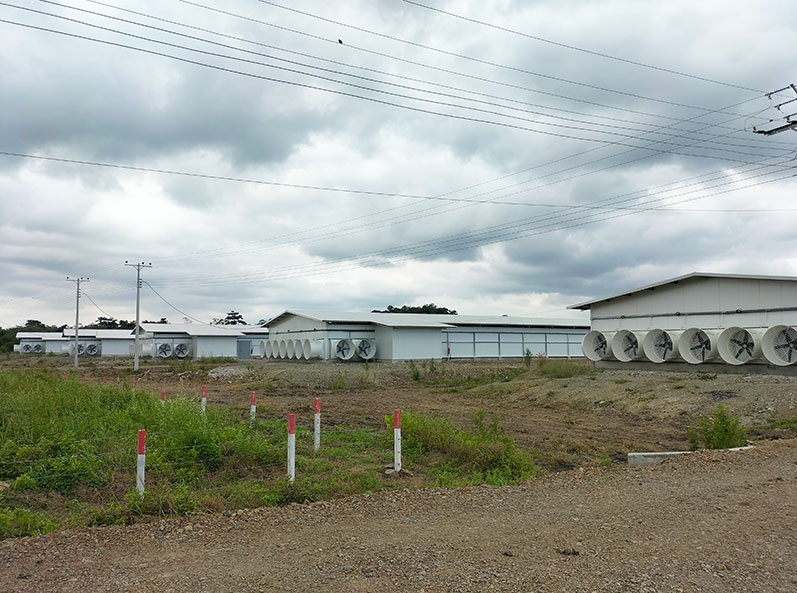 Ecuador Broiler Floor-Rearing Project
