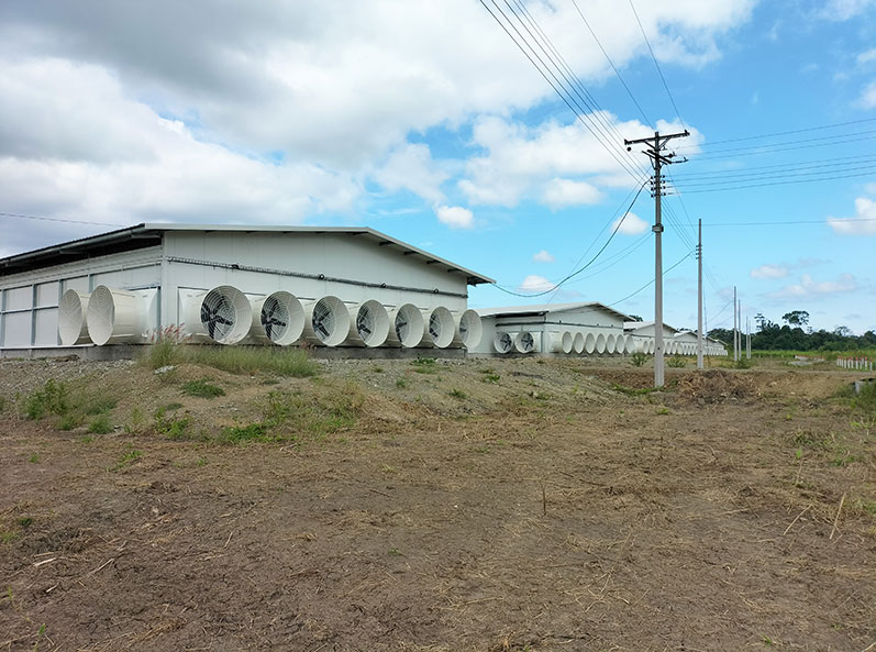 Ecuador Broiler Floor-Rearing Project