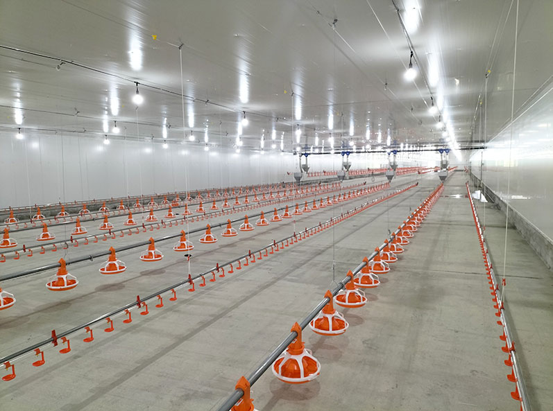 Ecuador Broiler Floor-Rearing Project