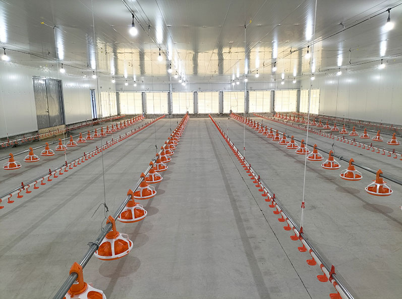 Ecuador Broiler Floor-Rearing Project