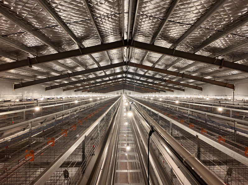 Hunan Guanxiang Layer Cage Project