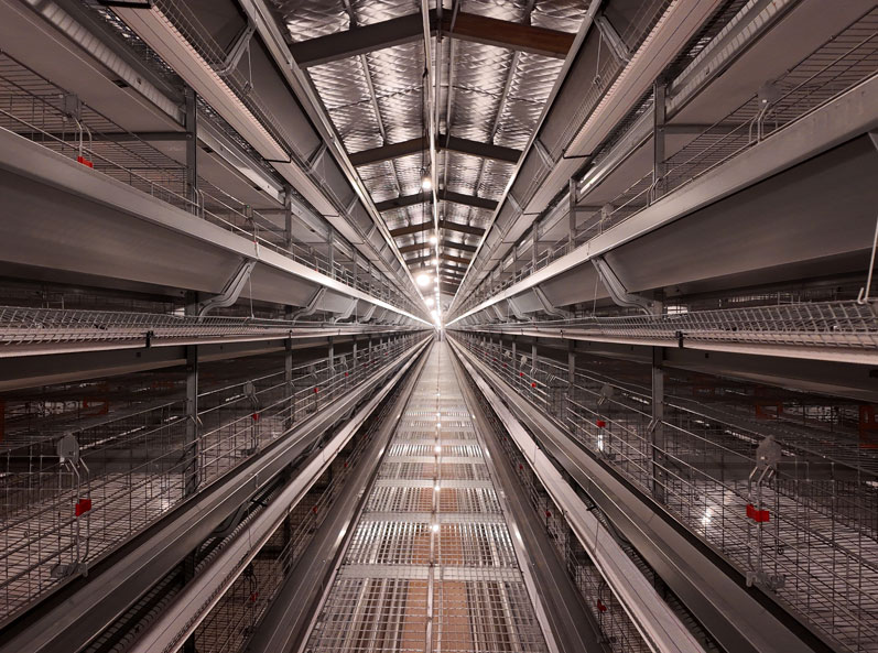 Hunan Guanxiang Layer Cage Project