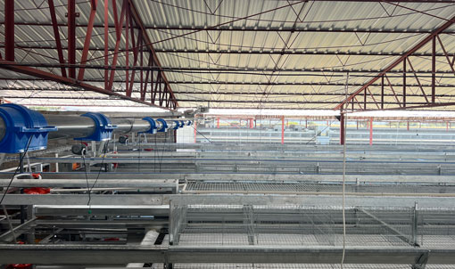 Mexico Layer Cage Farming Project
