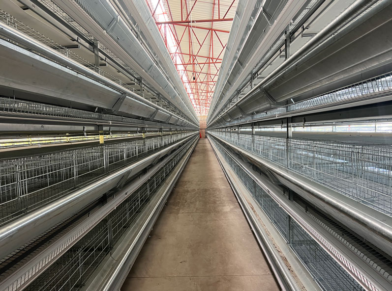Mexico Layer Cage Farming Project
