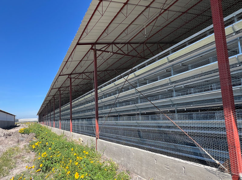 Mexico Layer Cage Farming Project