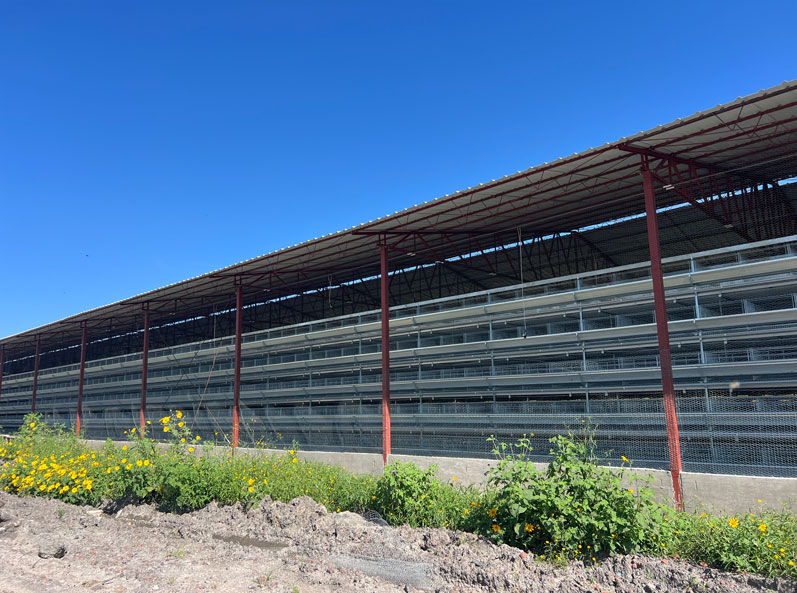 Mexico Layer Cage Farming Project