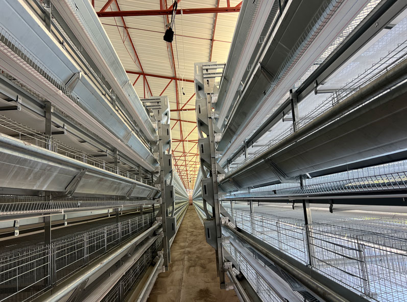 Mexico Layer Cage Farming Project