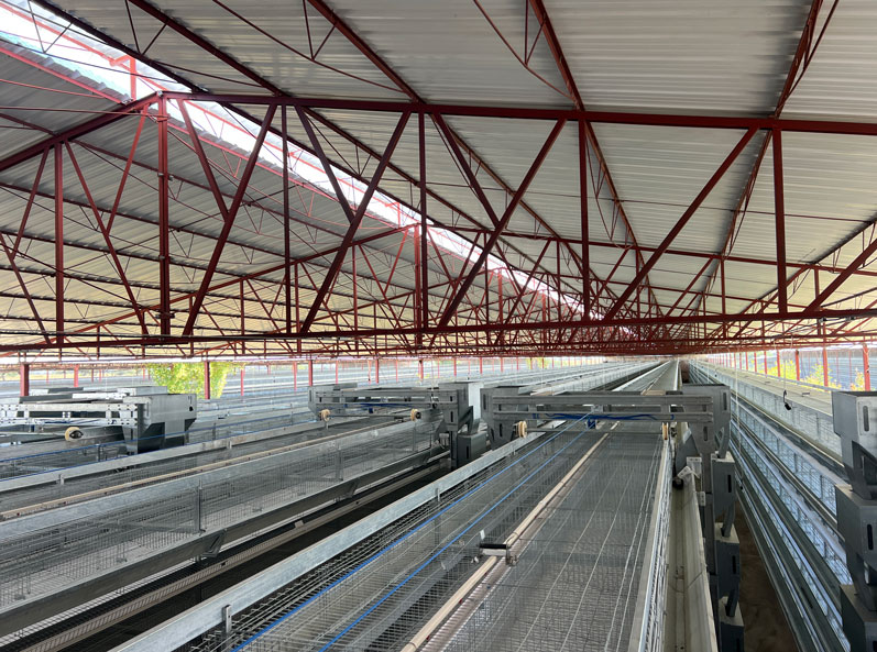 Mexico Layer Cage Farming Project