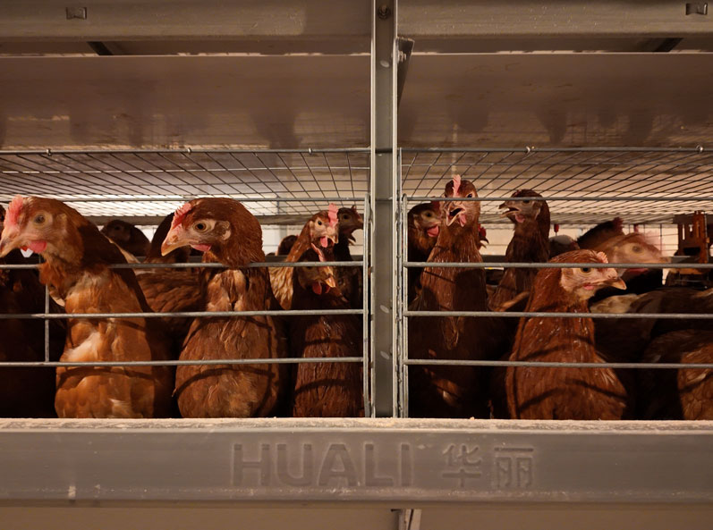 Qingdao GaoTianRan Layer Cage Project