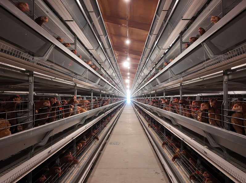 Qingdao GaoTianRan Layer Cage Project