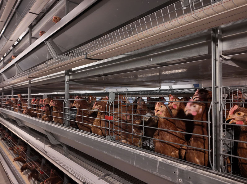 Qingdao GaoTianRan Layer Cage Project