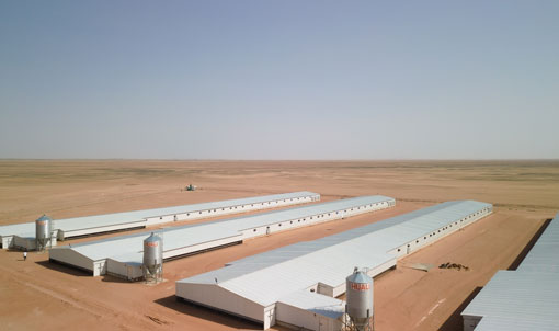Saudi Broiler Floor-Rearing Project