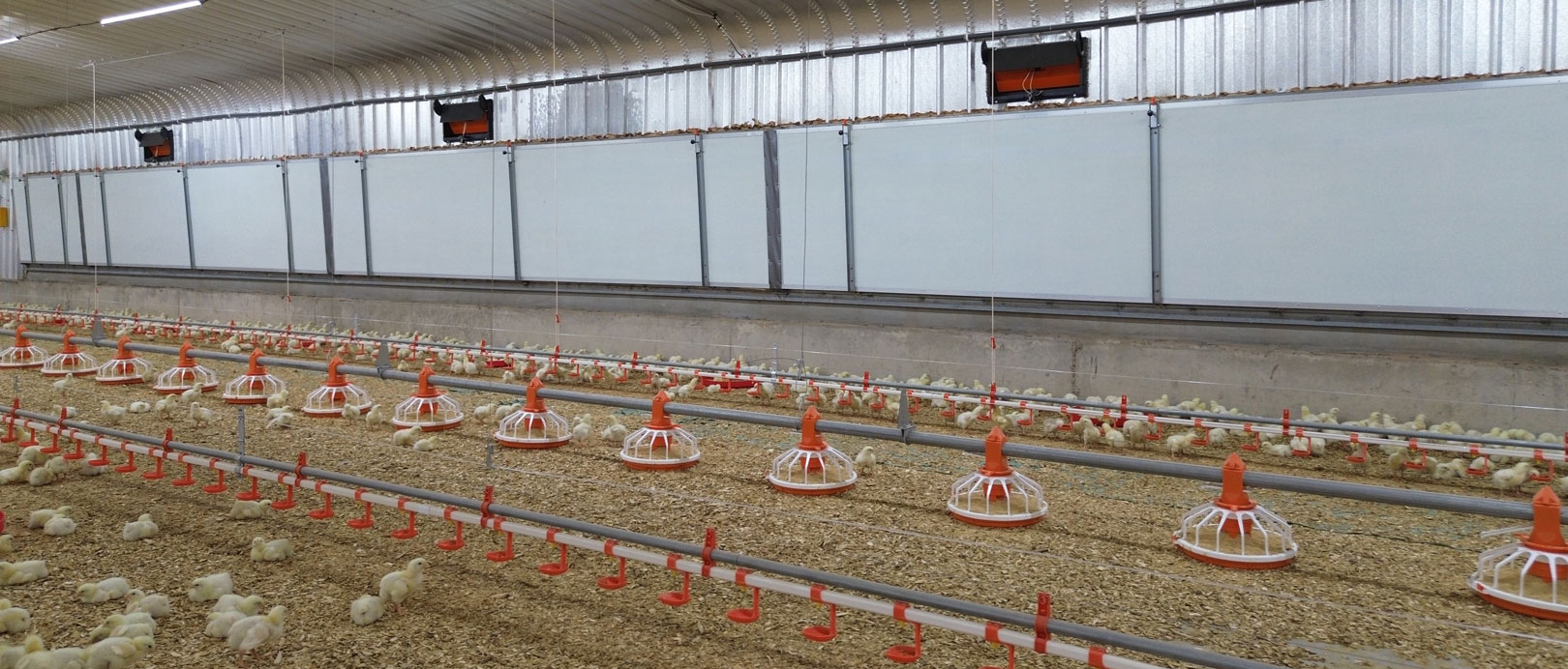 Saudi Broiler Floor-Rearing Project