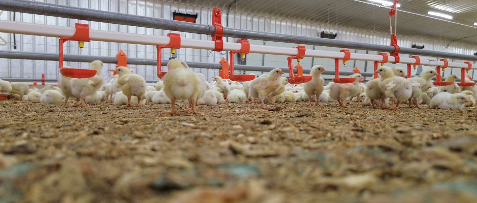 Saudi Broiler Floor-Rearing Project