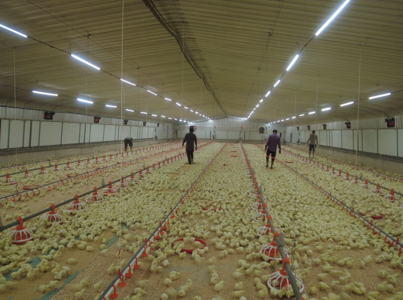 Saudi Broiler Floor-Rearing Project