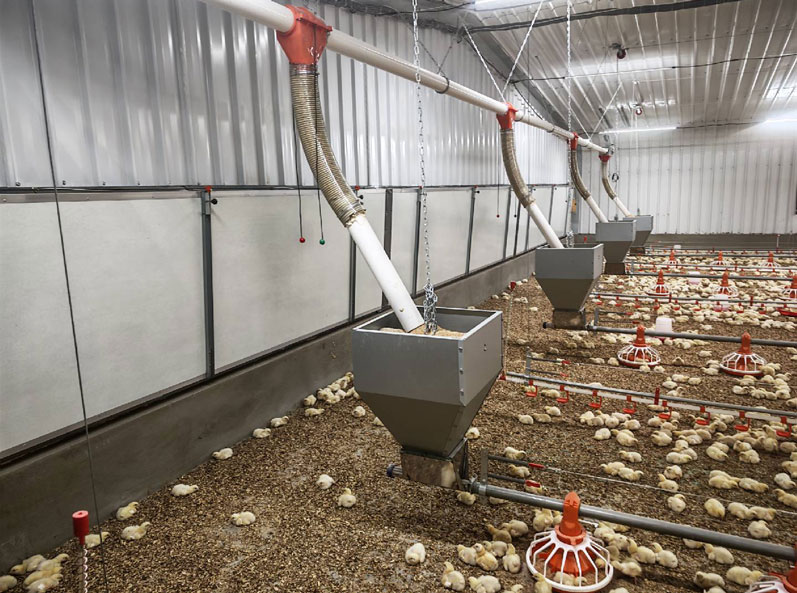 Saudi Broiler Floor-Rearing Project