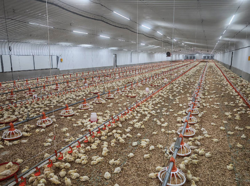 Saudi Broiler Floor-Rearing Project