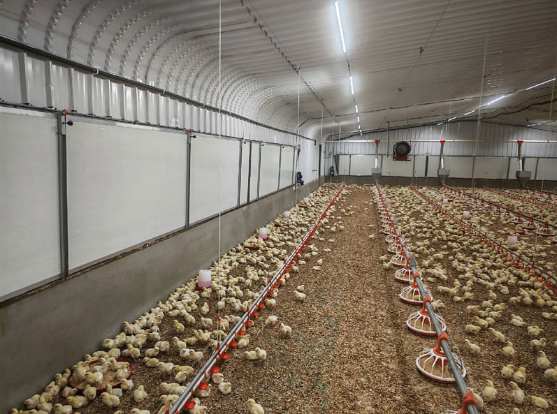 Saudi Broiler Floor-Rearing Project