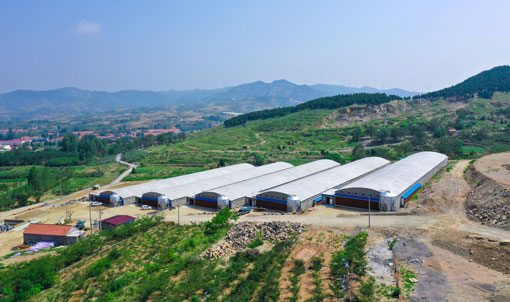 Shandong Meat Duck Cage Farming Project