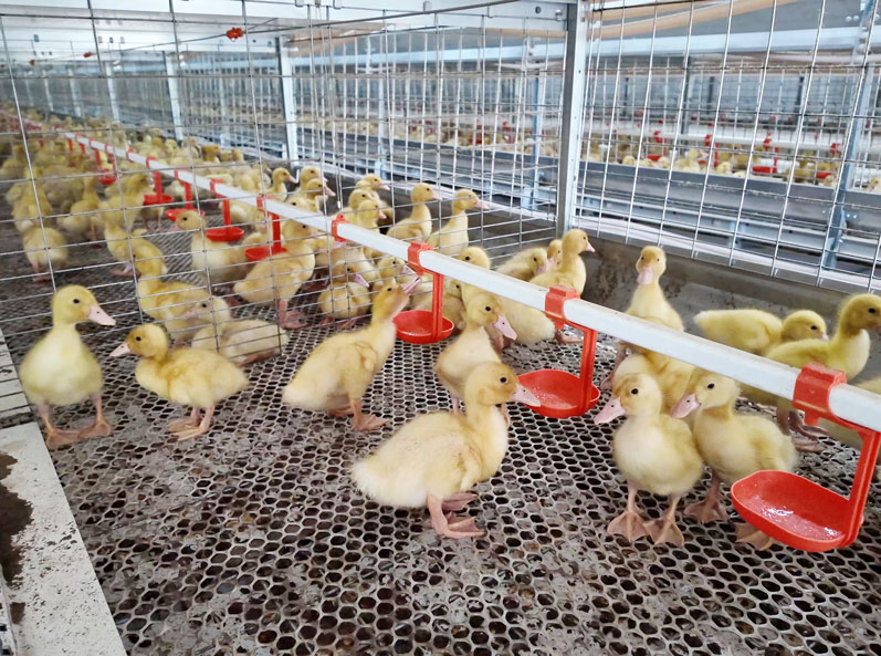 Shandong Meat Duck Cage Farming Project