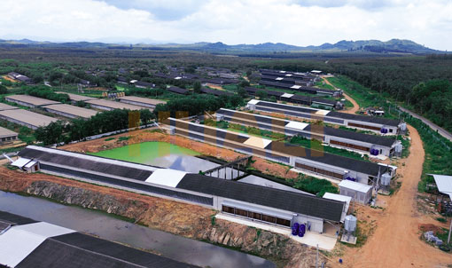 Thailand Layer Cage Farming Project