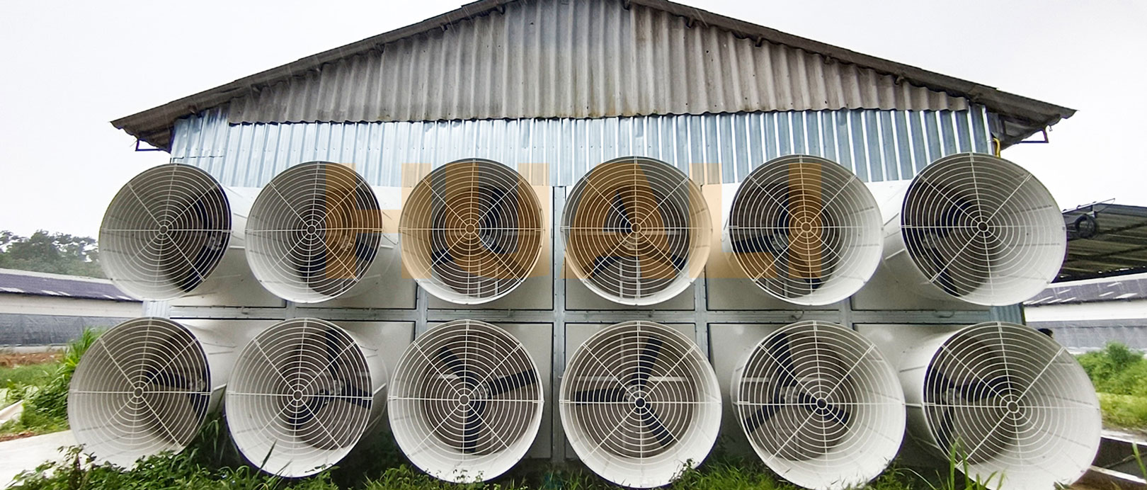 Thailand Layer Cage Farming Project
