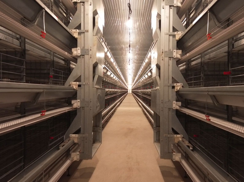 Thailand Layer Cage Farming Project