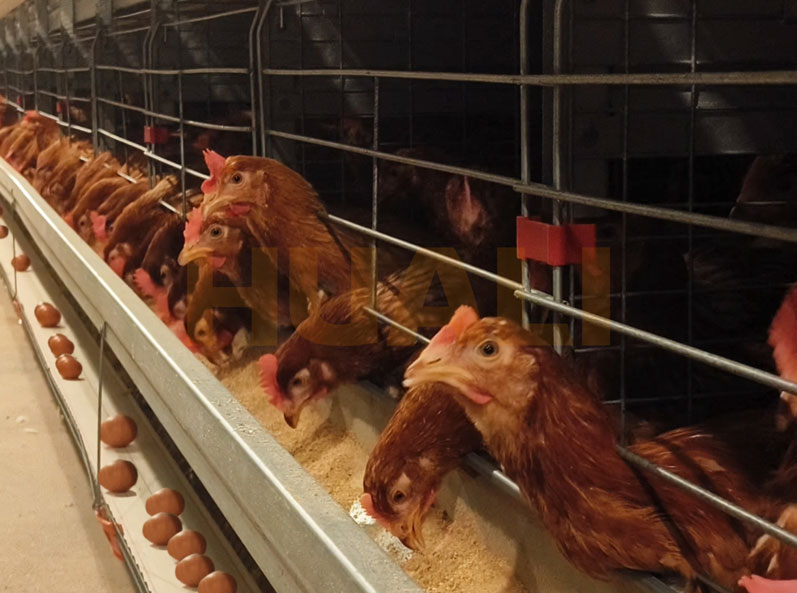 Thailand Layer Cage Farming Project