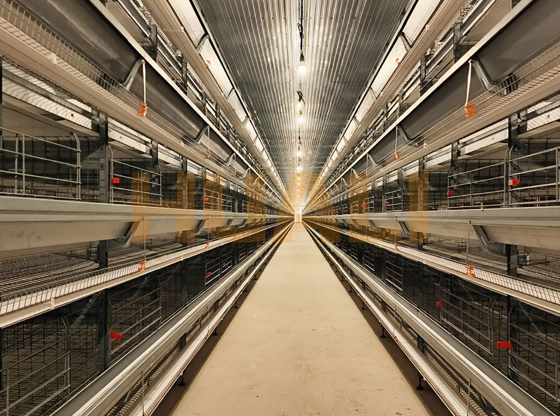 Thailand Layer Cage Farming Project