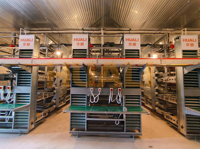 Thailand Layer Cage Farming Project