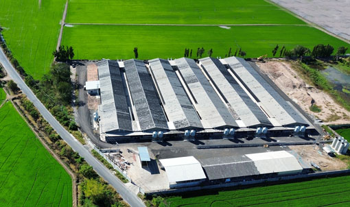 Thailand Layer Cage Farming Project