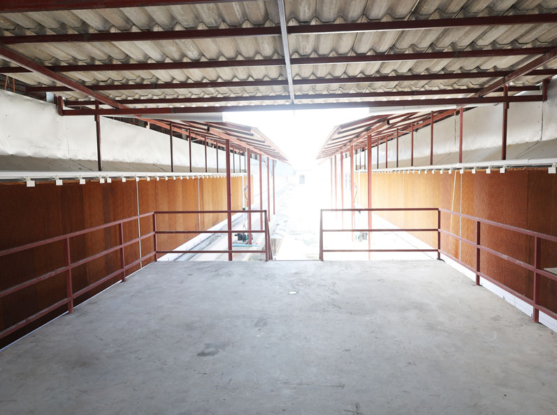 Thailand Layer Cage Farming Project