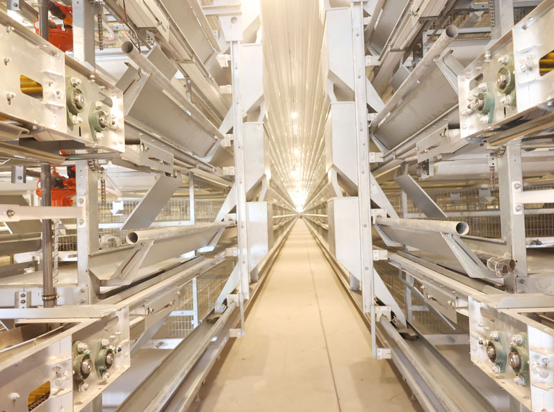 Thailand Layer Cage Farming Project