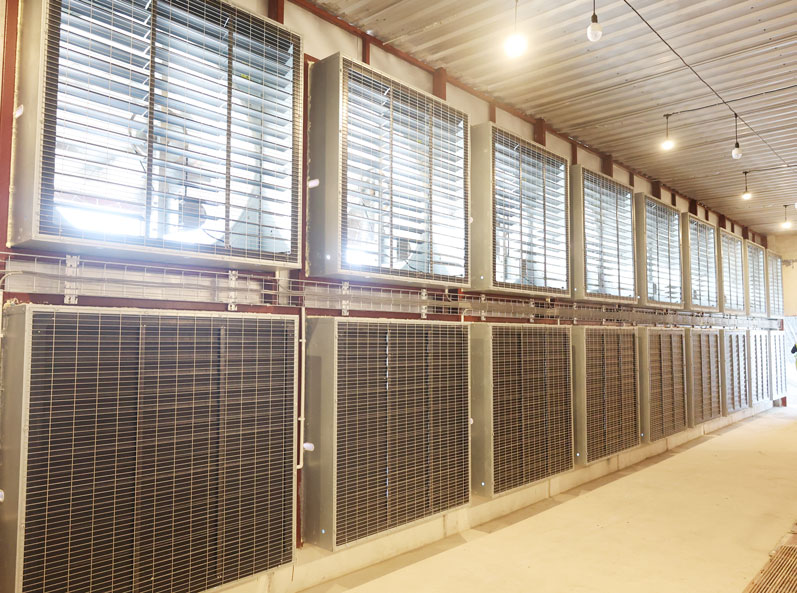 Thailand Layer Cage Farming Project
