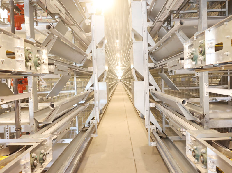 Thailand Layer Cage Farming Project