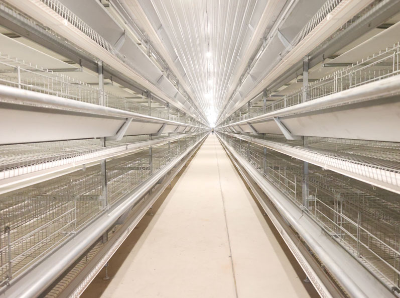 Thailand Layer Cage Farming Project