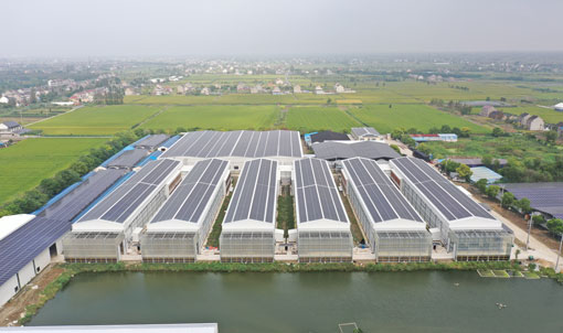 Taixing Shunhe Layer Duck Cage Farming Project