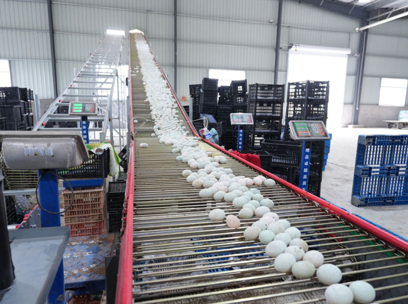 Taixing Shunhe Layer Duck Cage Farming Project