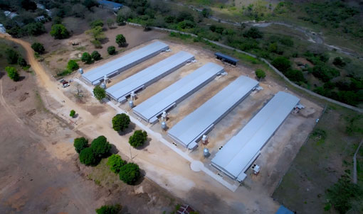 Tanzania Broiler Floor-Rearing Project