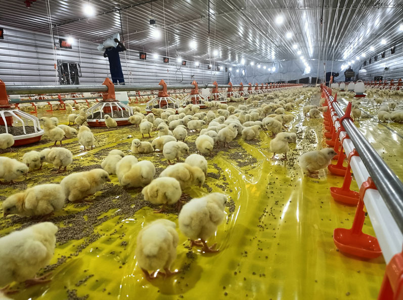 Tanzania Broiler Floor-Rearing Project