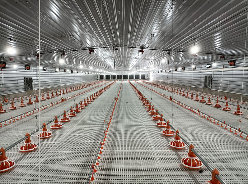 Tanzania Broiler Floor-Rearing Project
