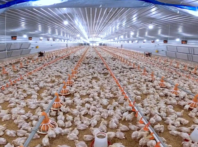 Tanzania Broiler Floor-Rearing Project