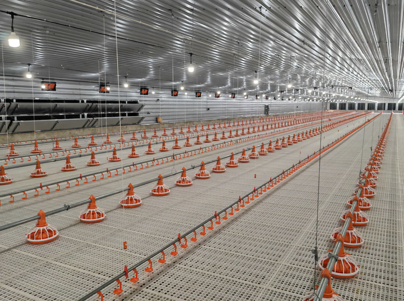 Tanzania Broiler Floor-Rearing Project