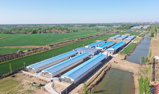 TianYuan Layer Cage Farming Project